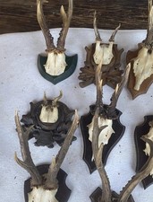 Rehgeweihe stück einem gebraucht kaufen  Geisenhausen