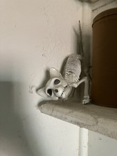 Rat skeleton halloween for sale  Kaneohe