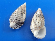 Clypeomorus concisus indonési d'occasion  Brioude