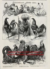 Usado, Estampa de gravura antiga da década de 1850 campeões de raças de pombos e aves nomeados grandes comprar usado  Enviando para Brazil
