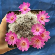 Sulcorebutia tarabucoensis var usato  Tramonti