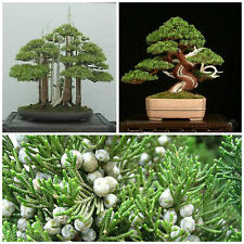 Graines juniperus chinensis usato  Nizza di Sicilia