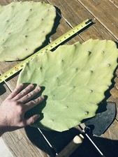 Huge cactus pads for sale  Cathedral City