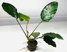 Large anubias barteri for sale Large anubias barteri for sale  HOUNSLOW