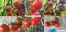 Tomatensamen sorte primabella gebraucht kaufen  Wilhelmshaven