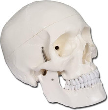 40155 modello cranio usato  Roma
