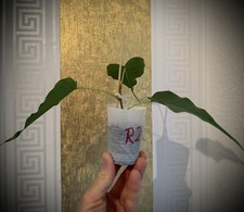Ficus religiosa pflanze gebraucht kaufen  Kassel