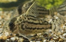 Corydora schwartzi schwartz d'occasion  Expédié en Belgium