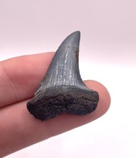 1.4 fossil mako for sale  Charleston