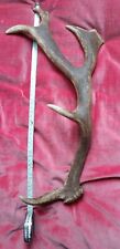 Fallow deer antler for sale  HORSHAM