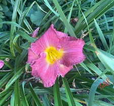 Taglilie rosa gelber gebraucht kaufen  Talheim