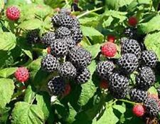 Organic black raspberry for sale  Casnovia