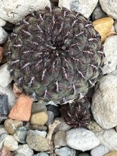 Sulcorebutia rauschii khm usato  Spedire a Italy