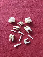 Assorted roe deer for sale  MATLOCK