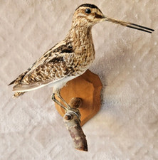 Superbe taxidermie rare d'occasion  Montier-en-Der