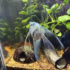 Philippine blue smokey for sale Philippine blue smokey for sale  Boise