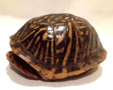 real turtle shell for sale  Wimberley