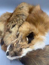 Genuine red fox for sale  Nantucket