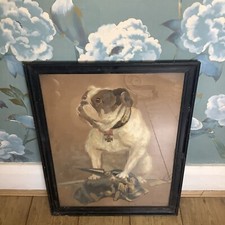 John bull bulldog for sale  TELFORD