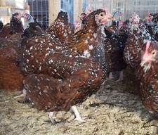 English jubilee orpington for sale  Husser
