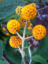 Orange ball tree for sale  Massillon