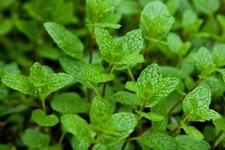 Peppermint live edible for sale  Marietta