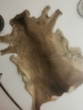 Naturfell echtfell jagdtrophä gebraucht kaufen  Ayl, Trassem, Wellen