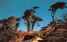 Sylvan footpath cypress for sale  Foresthill