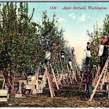 C1910s washington apple for sale  Evansdale