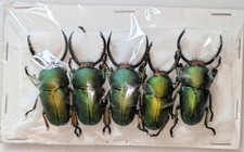 Set lamprima adolphinae for sale  WOKING