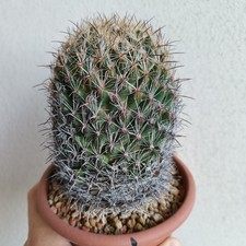 Coryphantha palmeri vaso usato  Modena
