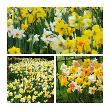 Mixed cornish daffodil for sale  CANTERBURY