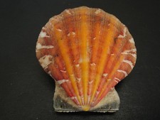 Amazing pattern...bractchlamys for sale  Lakeland