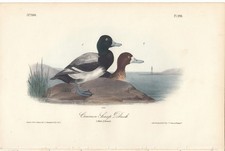 duck prints for sale  Cleveland