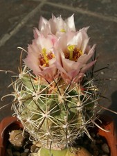 Sclerocactus pubispinus 1085 usato  Spedire a Italy