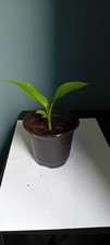 Canna lily for sale  COVENTRY