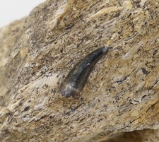 Zahn nothosaurus trias gebraucht kaufen  Weeze
