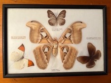 Framed butterfly mount for sale  Lakeville