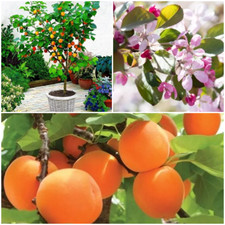 Apricot tree plant for sale  UK