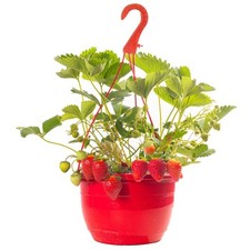 Mixed strawberry hanging for sale  UK