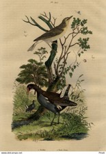 Natural history decoration d'occasion  Expédié en Belgium
