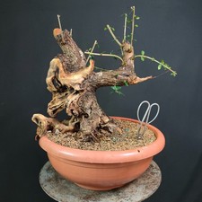 Pre bonsai olivastro usato Pre bonsai olivastro usato  San Pancrazio Salentino