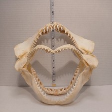 Large shark jaw for sale  Dalhart