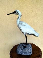 Trofeo caccia esemplare usato  Orsago