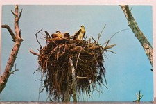 Florida everglades national for sale  Wilmington