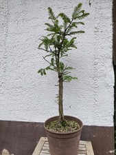 Mächtiger mammutbaum bonsai gebraucht kaufen  Braunschweig