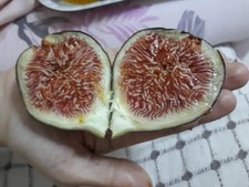 X3 ESTACAS DE FIGUEIRA PRETA MADEIRA KK FICUS CARICA comprar usado  Enviando para Brazil