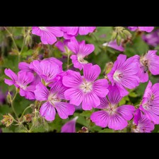 Geranium gracile sirak gebraucht kaufen  Deutschland