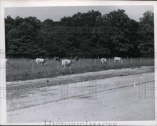 1955 press photo for sale  Memphis