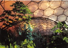 Eden project snakewood for sale  ROCHESTER